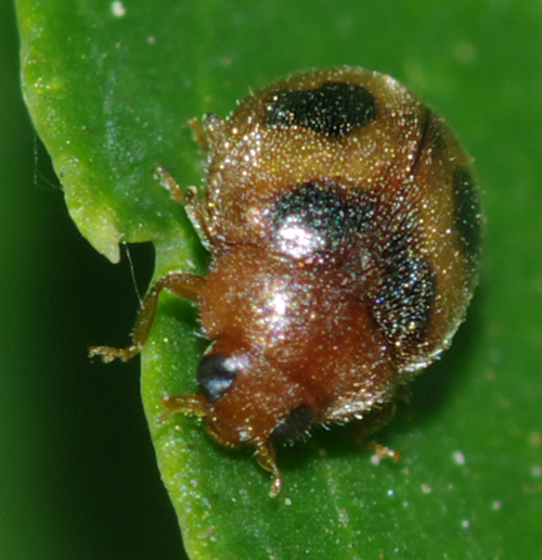 Coccinellidae da identificare